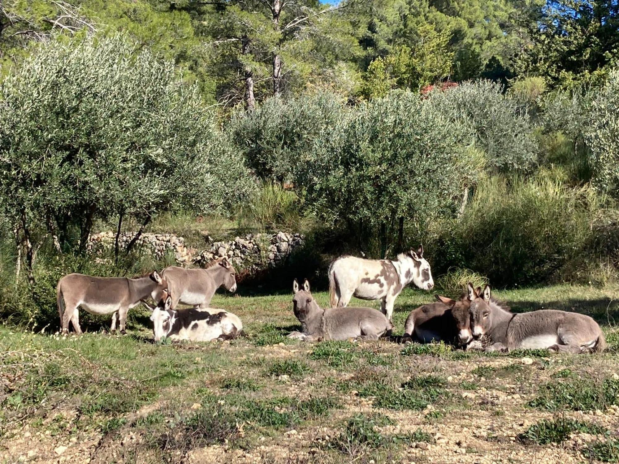 Les Genets Villa Fayence Exterior photo